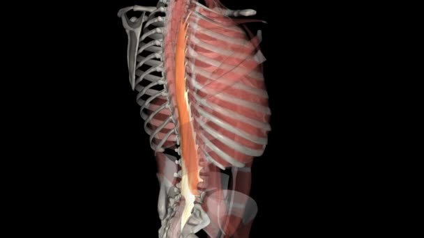 ロングイスミス サラキシスの筋肉は エレクターの脊椎筋の最大の筋肉です — ストック動画