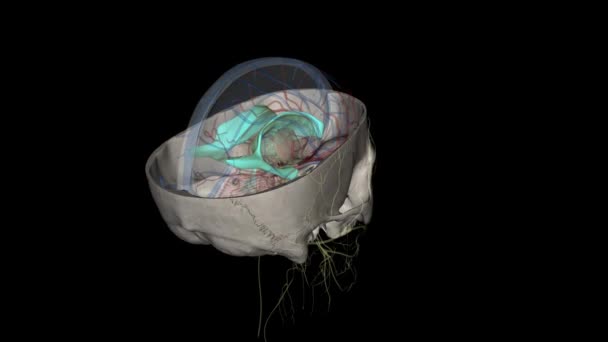 심실은 뇌척수액 Csf 채워진 구멍들로 이루어진 통신망이며 시신경 내부에 위치해 — 비디오