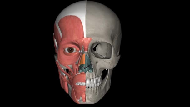 鼻梁是覆盖鼻梁的一对肌肉 — 图库视频影像