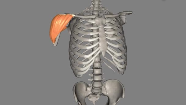 Músculo Deltoide Gran Músculo Forma Triangular Que Encuentra Sobre Articulación — Vídeo de stock