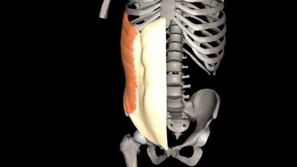 External Oblique Muscle One Outermost Abdominal Muscles Extending Lower Half — Stock Video