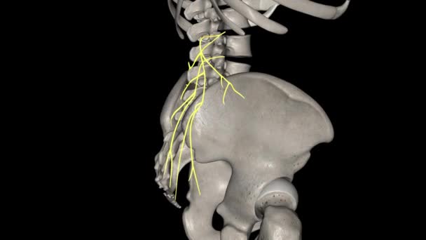Верхні Клітинні Нерви Чисті Сенсорні Нерви Які Внутрішньо Вирівнюють Шкіру — стокове відео
