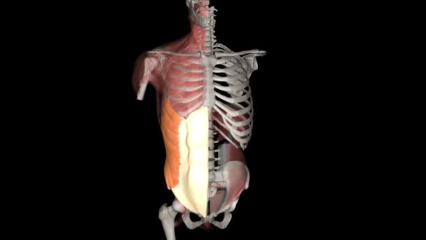 外側のオブリュック筋肉は リブの下半分から骨盤まで伸びる最も外側の腹筋の1つです — ストック動画