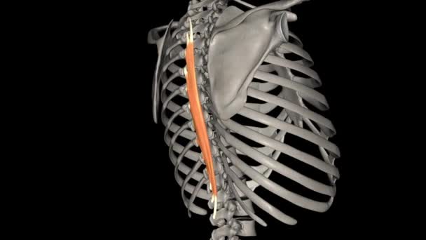 Spinalis Thoracis Appartient Colonne Médiane Érecteur Spinae Appelé Les Muscles — Video
