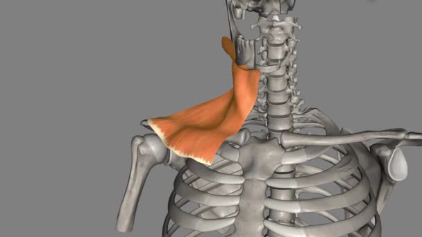 扁桃体肌肉是人类颈部的一种肤浅肌肉 与类固醇类固醇重叠 — 图库视频影像