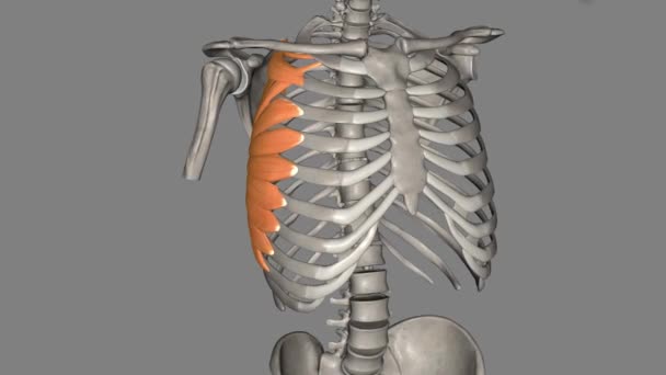 锯齿前部是前胸壁的肌肉 它形成了腋窝区域的内侧边界 — 图库视频影像