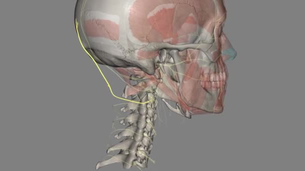 Tercer Nervio Occipital Rama Medial Superficial Rama Dorsal — Vídeo de stock