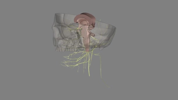頭蓋骨神経は脳の背後にある12のペアリング神経のセットです — ストック動画