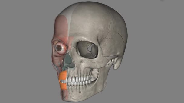 在人体解剖学中 食球肌肉是包围口腔的嘴唇肌肉的复杂 — 图库视频影像