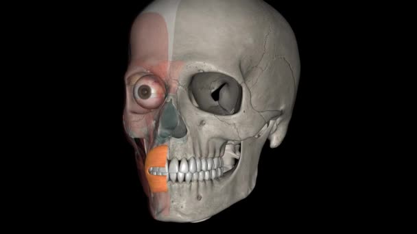 Menselijke Anatomie Orbicularis Oris Spier Een Complex Van Spieren Lippen — Stockvideo