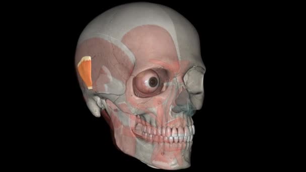 耳廓上端是耳朵的三个外在肌肉之一 — 图库视频影像