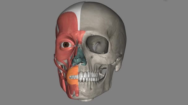 人間の解剖学では 口腔内の筋肉は口を囲む唇の筋肉の複合体である — ストック動画