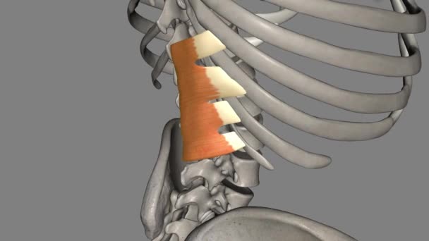 Posterior Serratus Inferior Menarik Tulang Rusuk Bawah Belakang Dan Bawah — Stok Video