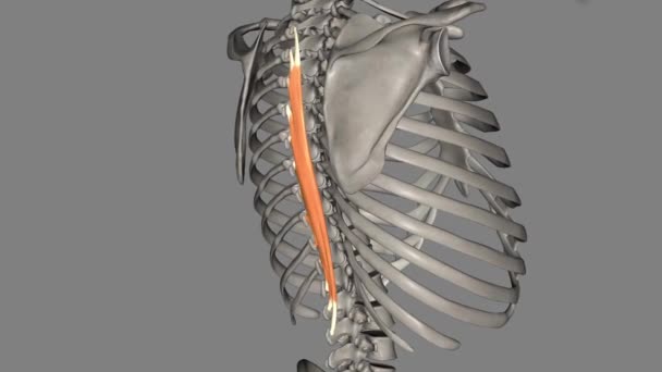 Spinalis Thoracis Należy Środkowej Kolumny Kręgosłupa Wznoszącego Zwanej Mięśniem Kręgosłupa — Wideo stockowe