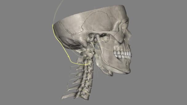 Troisième Nerf Occipital Est Branche Médiane Superficielle Ramus Dorsal — Video