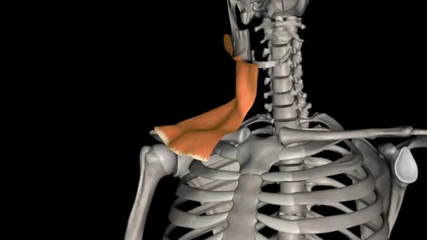 扁桃体肌肉是人类颈部的一种肤浅肌肉 与类固醇类固醇重叠 — 图库视频影像