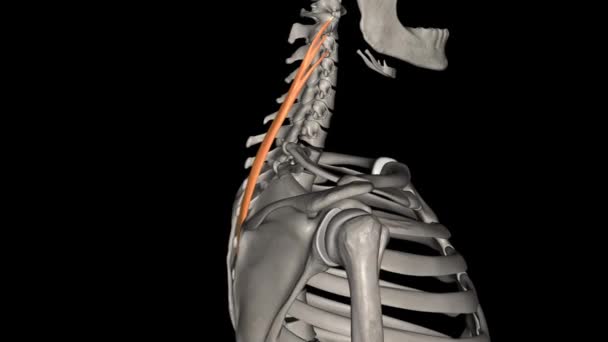 Splenius Cervicis Músculo Forma Arco Plano Emparelhado Face Póstero Lateral — Vídeo de Stock