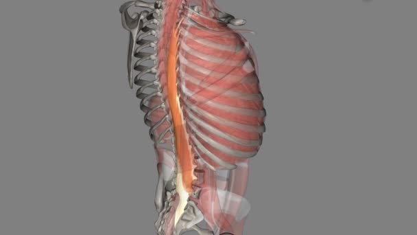 胸大肌是直立骨骼肌中最大的一种 — 图库视频影像