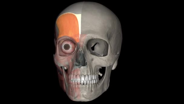 Muscolo Occipitofrontale Muscolo Epicranio Muscolo Che Copre Parti Del Cranio — Video Stock