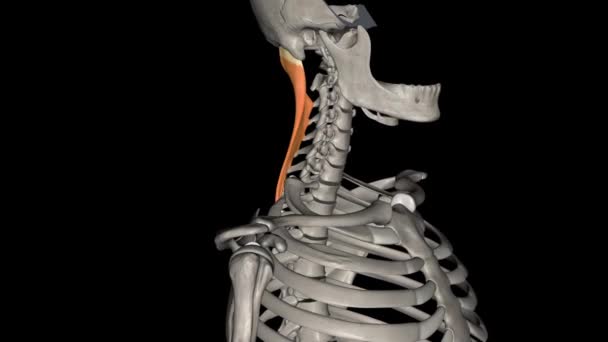 Splenius Capitis Boynun Derin Bir Kasıdır — Stok video