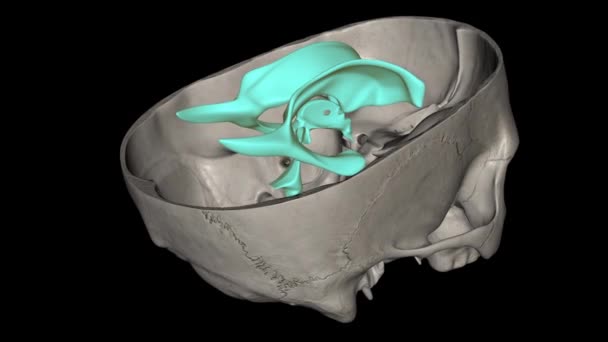 Beynin Ventrikülleri Serebrospinal Sıvıyla Csf Doldurulmuş Beyin Parenksiması Içinde Bulunan — Stok video