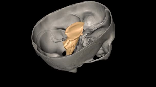 Мозкова Оболонка Низ Схожа Стебло Частина Вашого Мозку — стокове відео