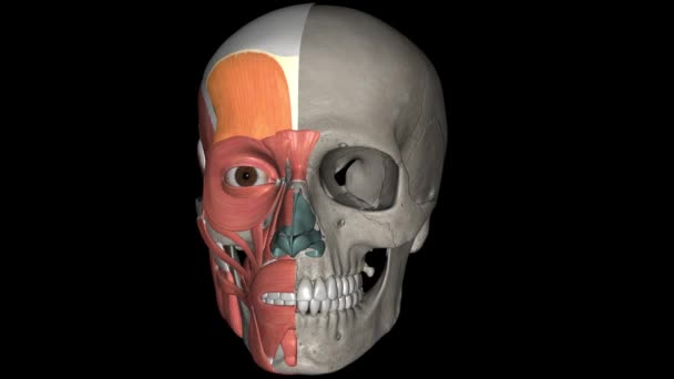 頭蓋骨前頭筋 頭蓋骨筋 は頭蓋骨の一部をカバーする筋肉です — ストック動画