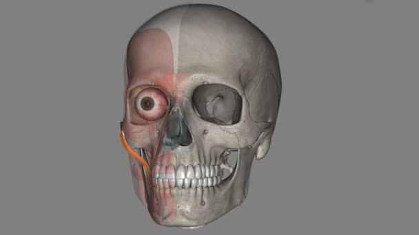 面肌的主要肌肉是面部肌肉 — 图库视频影像