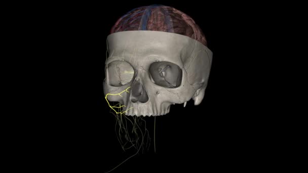 신경의 Zygomatic 지점은 얼굴의 신경입니다 — 비디오