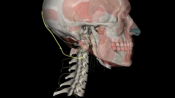 Terceiro Nervo Occipital Ramo Medial Superficial Ramo Dorsal — Vídeo de Stock