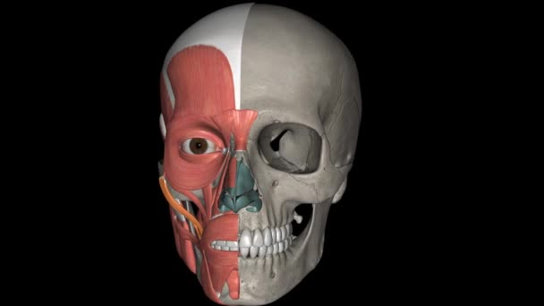 ジグロマチクス主な筋肉は顔の筋肉である — ストック動画