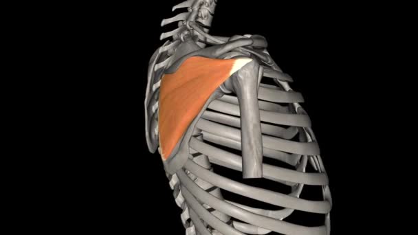 纺锤下肌是一种厚的三角形肌肉 占据了肩胛骨的大部分下窝 — 图库视频影像