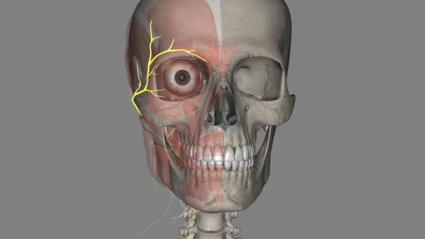 Location Temporal Branch Facial Nerve Clinically Significant Because Vulnerable Injury — Stock Video