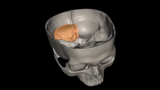 Мозжечок Является Главной Особенностью Заднего Мозга Позвоночных — стоковое видео