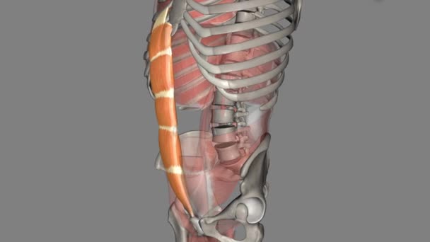 腹直肌悬挂在骨盆前部的肋骨和耻骨之间 — 图库视频影像