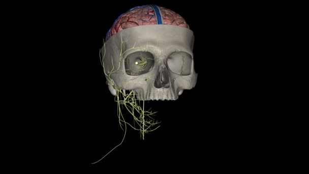 Creier Craniu Secțiunea — Videoclip de stoc