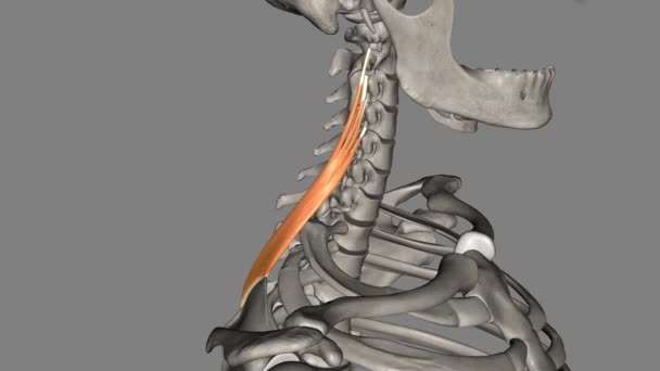 Escápula Levantador Músculo Axio Apendicular Posterior Que Conecta Membro Superior — Vídeo de Stock