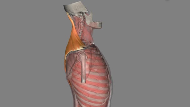 Trapezius Broad Flat Superficial Muscle Extending Cervical Thoracic Region Posterior — Stock Video