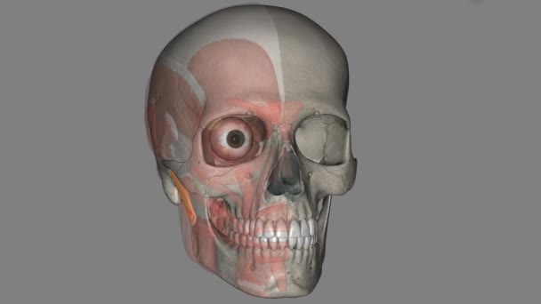 Masseter Muscle Paired Strong Thick Rectangular Muscle Originating Zygomatic Arch — Stock Video