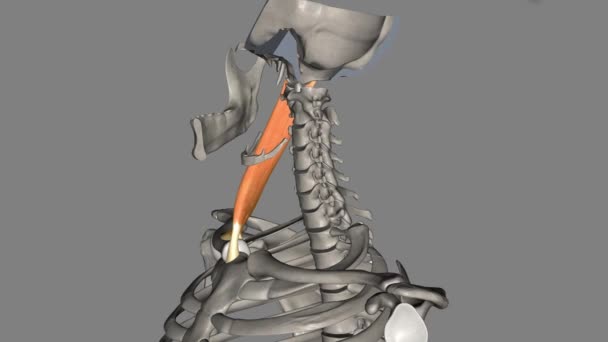 胸锁乳突肌是颈椎最大 最浅的肌肉之一 — 图库视频影像