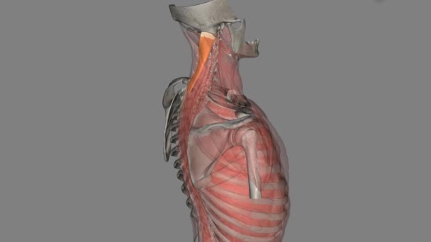 脾脏毛细血管炎是颈部的深部肌肉 — 图库视频影像
