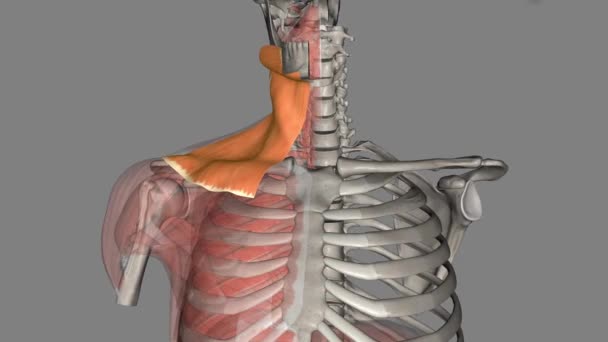 Der Platysma Muskel Ist Ein Oberflächlicher Muskel Des Menschlichen Halses — Stockvideo
