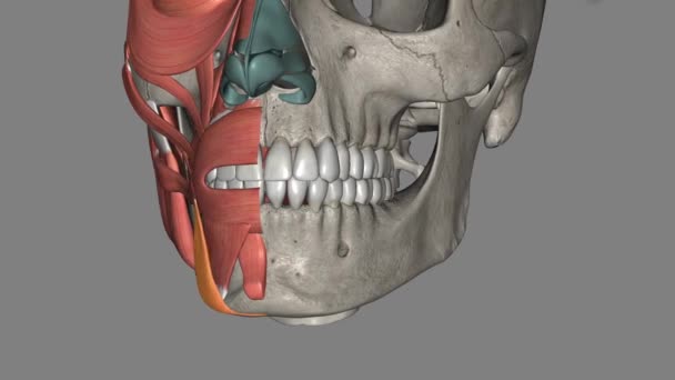 心绞痛是一对三角肌肉 从下颌骨的精神结节延伸到嘴巴的角度 — 图库视频影像