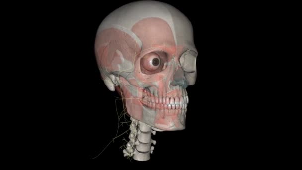 Голова Нервы Мышцы — стоковое видео