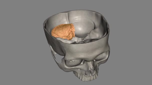 Mózg Jest Główną Cechą Mózgu Tylnego Wszystkich Kręgowców — Wideo stockowe