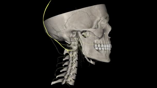 Greater Occipital Nerve Nerve Head — Stock Video
