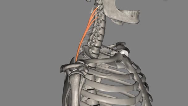 Splenius Servicis Boynun Posterolateral Kısmında Düz Yay Şeklinde Bir Kastır — Stok video