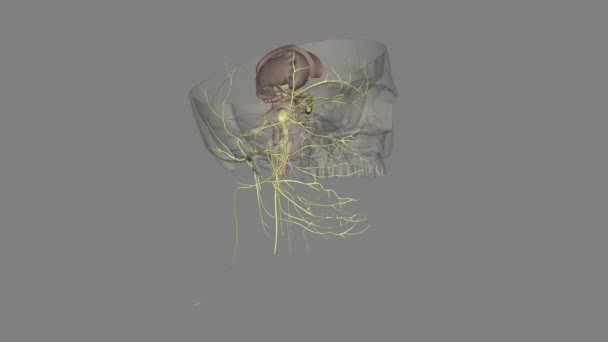 頭蓋骨神経は脳の背後にある12のペアリング神経のセットです — ストック動画