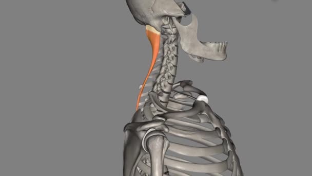 脾脏毛细血管炎是颈部的深部肌肉 — 图库视频影像