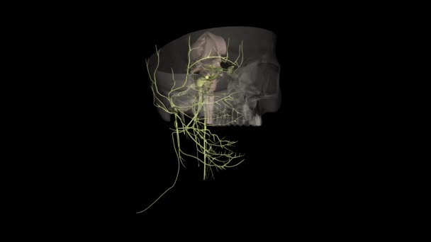 Kafatası Sinirleri Beyninin Arkasında Çift Sinirden Oluşur — Stok video
